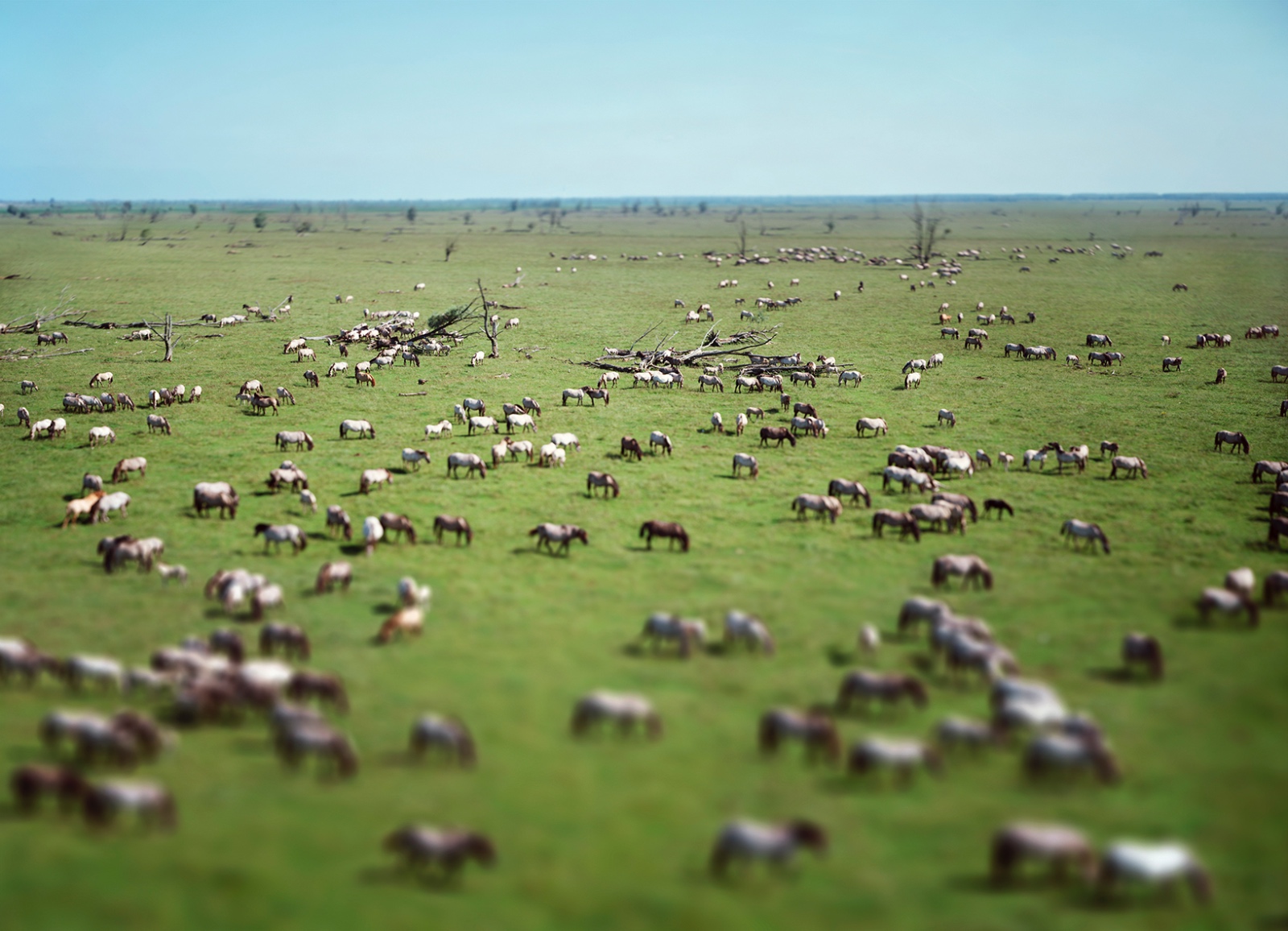 Konik paarden Oostvaarder Plassen
